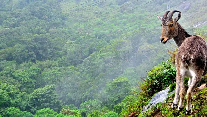 Eravikulam National Park