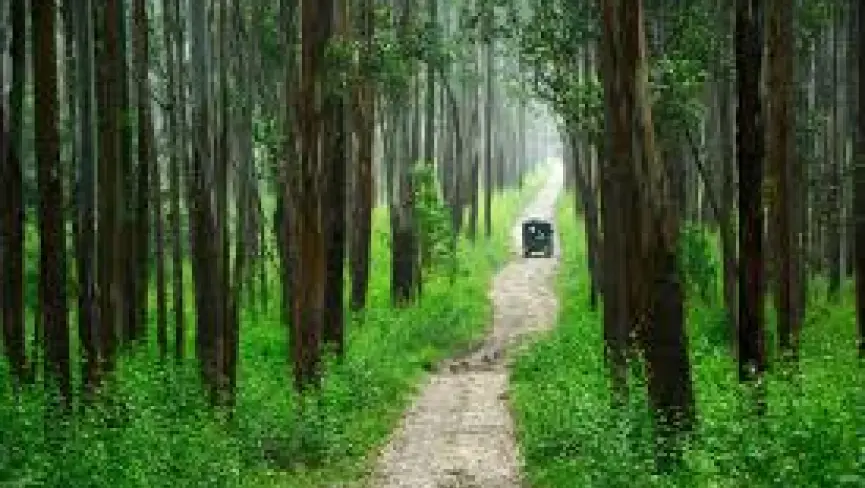 Wayanad Wildlife Sanctuary