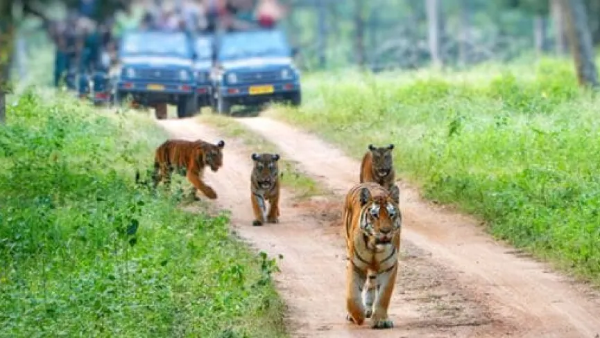 Dandeli Wildlife Sanctuary