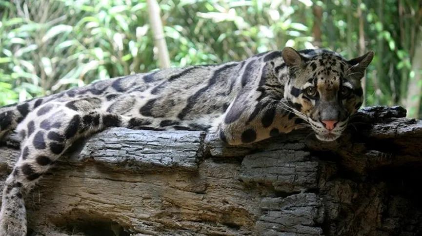 Clouded Leopard Enclosure