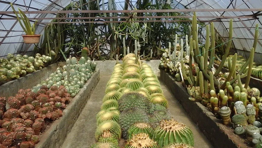 Pine View Nursery