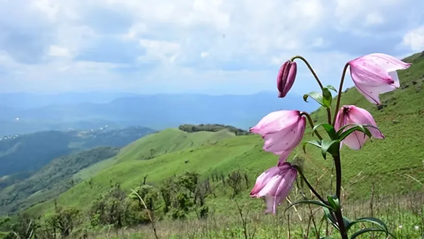 Shirui Lily Hills