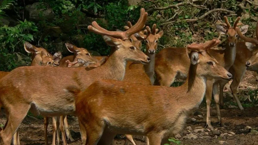 Manipur Zoological Garden