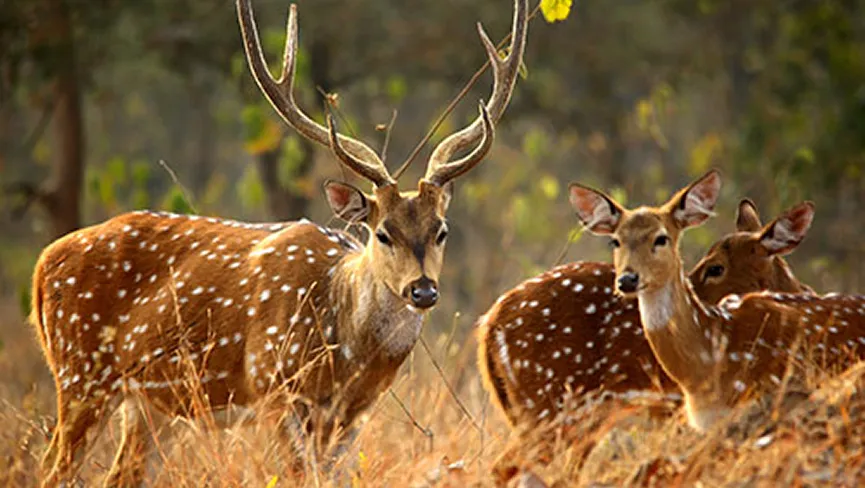 Fakim Wildlife Sanctuary