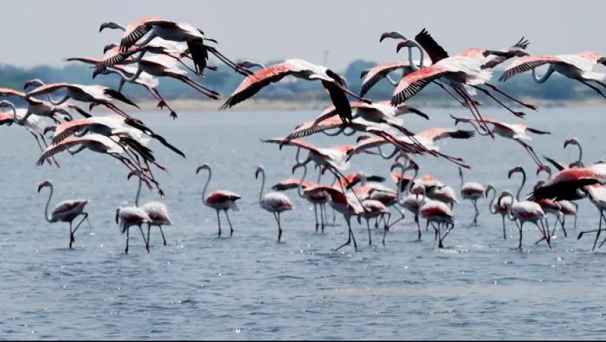 Nellapattu Bird Sanctuary