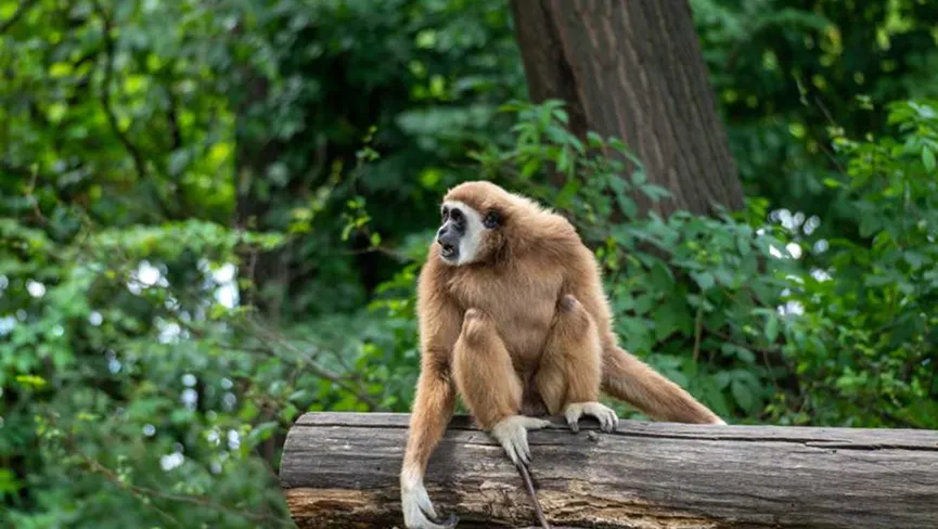 Hoollongapar Gibbon Sanctuary