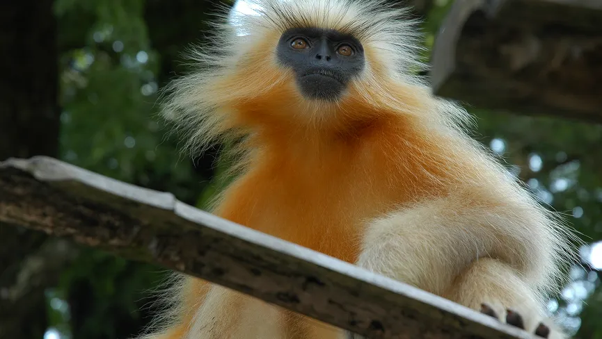 Chakrashila Wildlife Sanctuary