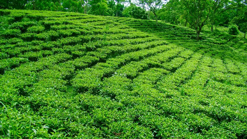 Tarapur Tea Garden