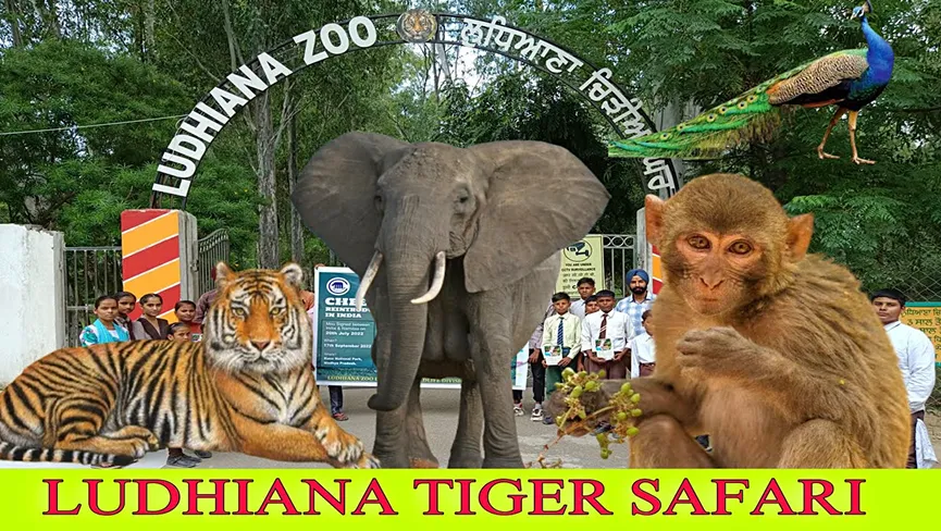Ludhiana Zoo Tiger Safari