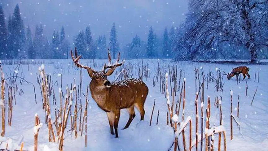 Gulmarg Biosphere Reserve