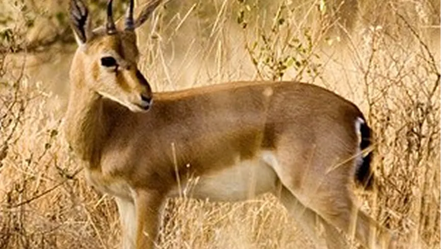 Chinkara Breeding Centre Kairu