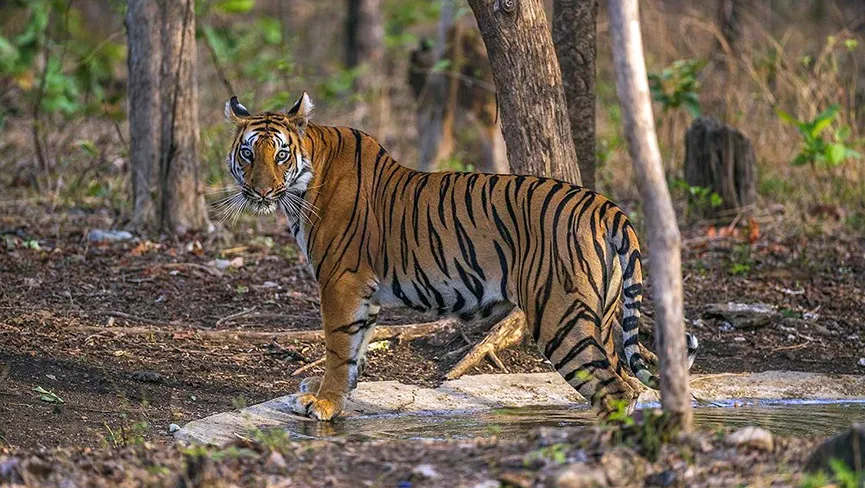 Tipeshwar Wildlife Sanctuary