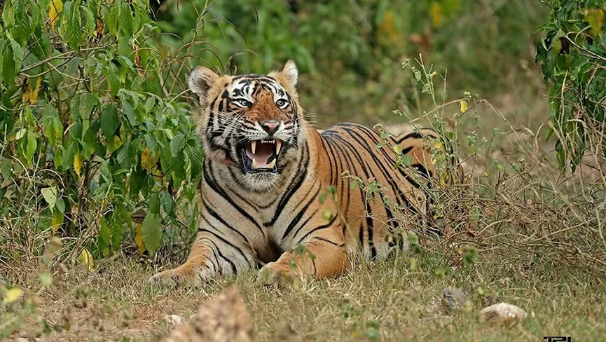 Sariska Tiger Reserve