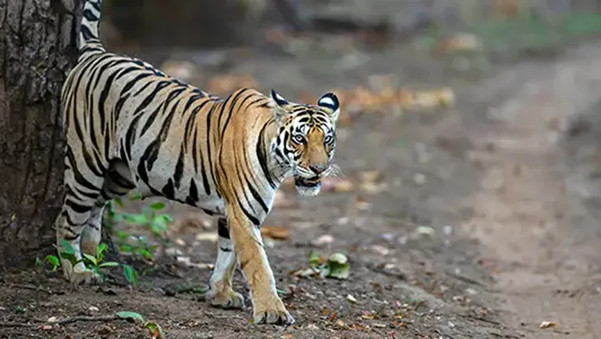 Sanjay Dubri National Park