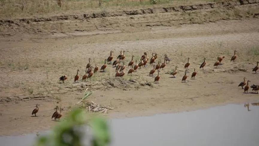 Parvati Arga Bird Sanctuary