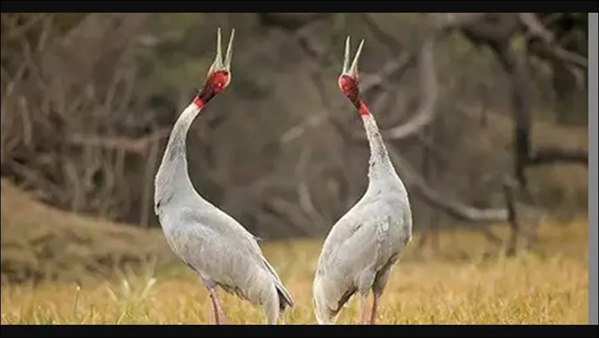 Sahan Wetland Mainpuri Sarus Tourism Place