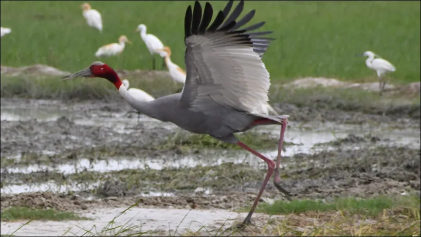 Bhanwat Wetland Mainpuri Sarus Tourism Uttar Pradesh