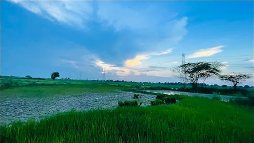 Sauj Wetland Mainpuri Sarus Tourism Place