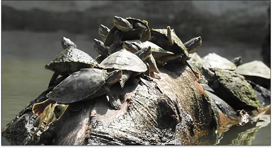 Sarnath Turtle Rescue and Rehabilitation Centre